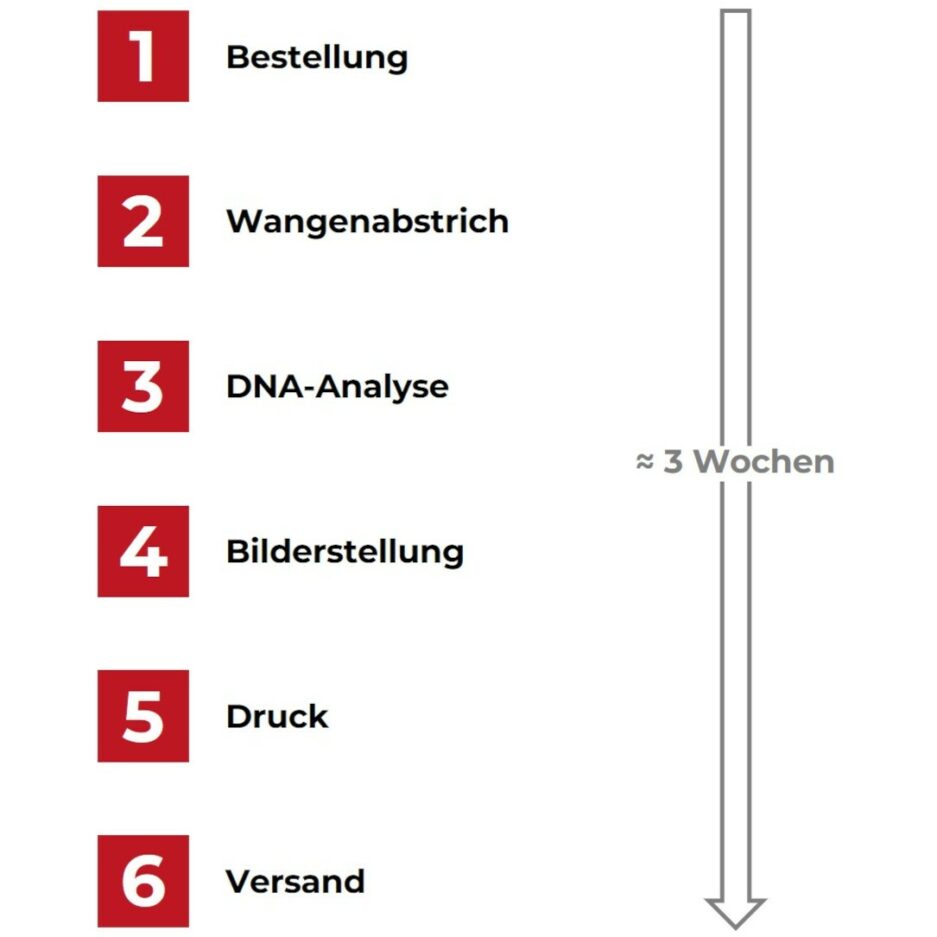 Dna2art®gesamtprozess